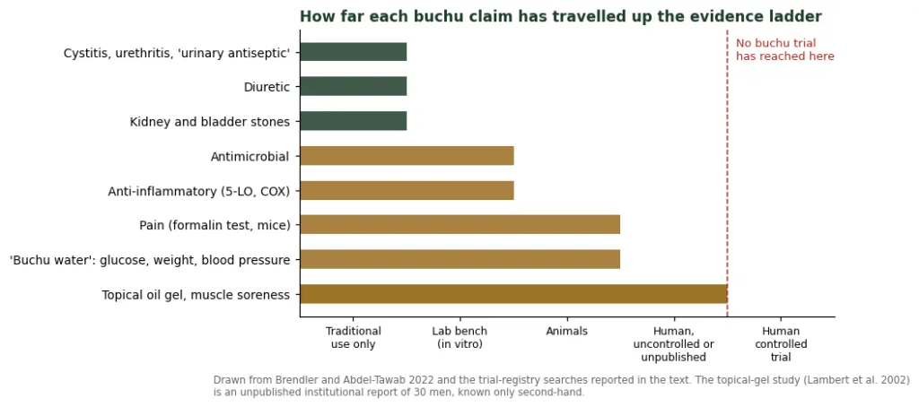 Chart showing how far each buchu claim has progressed on the evidence ladder, none reaching a controlled trial