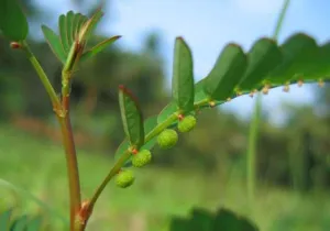 Small green Phyllanthus fruits hanging in a row beneath a branchlet of oval leaves, Kerala