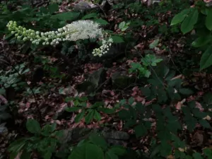 Actaea racemosa with tall white flower spikes in woodland