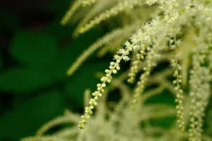 Actaea racemosa flowering racemes close up, black cohosh