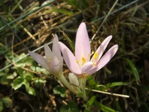Pale pink Colchicum autumnale autumn crocus flower in grass, a toxic lookalike of Crocus sativus
