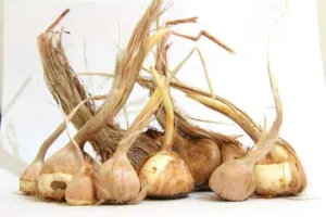 Chapter 3: Crocus sativus, the corms