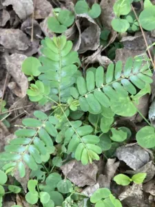Phyllanthus niruri plant with branching stems and rows of small rounded leaves among stones and leaf litter