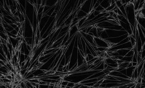Chapter 7: caffeine crystals, the main alkaloid of Ilex guayusa
