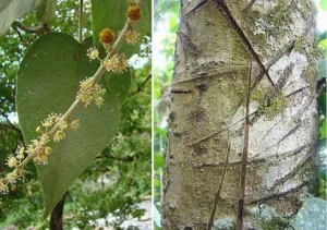 Croton lechleri trunk scarred by machete cuts made to collect red sangre de grado latex