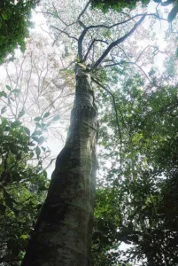 Croton lechleri sangre de grado tree with heart-shaped leaves and flower spikes at Jatun Sacha, Ecuador