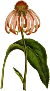 Hand-coloured botanical engraving of Echinacea purpurea with drooping pink rays and a broad leaf, Botanical Magazine 1787