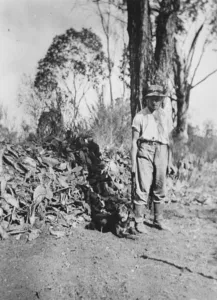 Old black-and-white photograph of prickly pear growing taller than a man at Dulacca, Queensland, in 1912