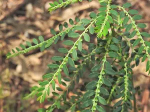 Phyllanthus debilis long slender branchlets with two rows of narrow leaves, Hervey Bay
