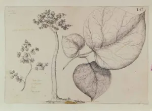 Malaspina expedition drawing of a sangre de drago tree with large heart-shaped leaves, a Croton related to Croton lechleri
