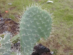 Close view of a cactus pad with white spines growing from small tufted spots