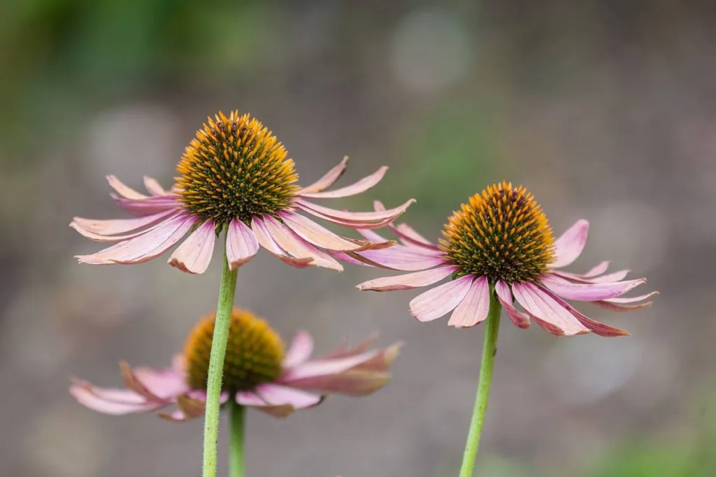 Purple coneflower, Echinacea, pink flower heads