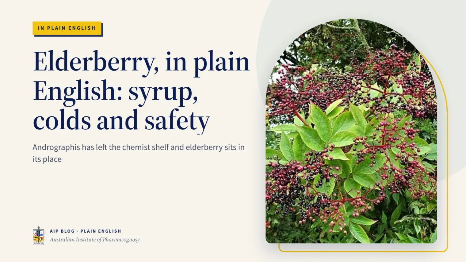 Elderberry, in plain English: syrup, colds and safety - Australian Institute of Pharmacognosy