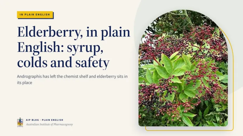 Elderberry, in plain English: syrup, colds and safety