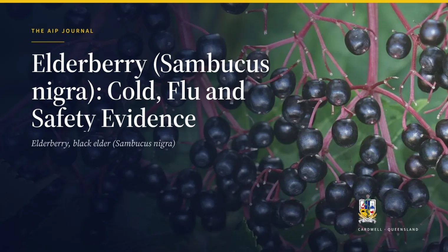 Elderberry (Sambucus nigra): Cold, Flu and Safety Evidence - Australian Institute of Pharmacognosy