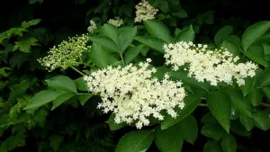 An elder bush in full flower, flat cream plates of tiny blossoms over dark leaves