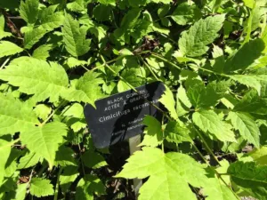 Actaea racemosa black cohosh leaves with a botanical garden name label