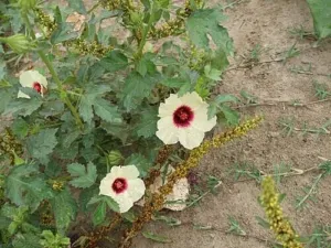 Cream flowers with maroon centres on a wild Hibiscus sabdariffa plant, Myanmar