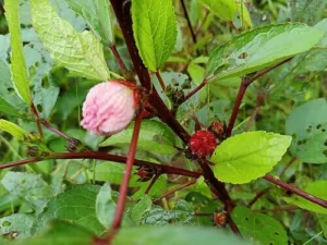 Hibiscus sabdariffa stem with a pink flower bud and swelling red calyces, Burkina Faso