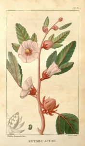 Hand-coloured plate of Hibiscus sabdariffa with pale flowers and red calyces from Flore medicale des Antilles