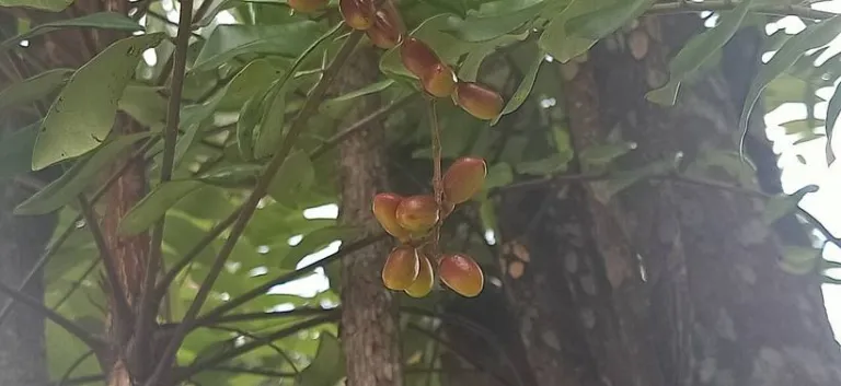 Ripening ovoid fruits of Eurycoma longifolia hanging below the leaves