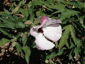 Pale flower of native rosella Hibiscus heterophyllus among leaves, Ipswich, Queensland