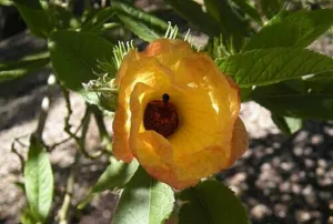 Yellow flower of the native rosella Hibiscus heterophyllus with a dark red centre