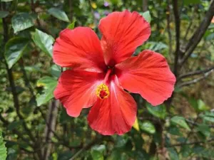 Large red flower of the ornamental Chinese hibiscus Hibiscus rosa-sinensis