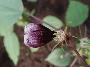 Purplish Hibiscus sabdariffa calyx and bud on a garden plant in Berlin