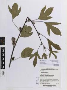 Pressed herbarium specimen of Hibiscus sabdariffa with lobed leaves and a specimen label