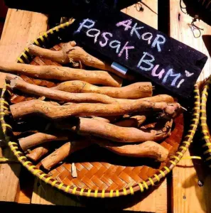 Dried Eurycoma longifolia roots sold as akar pasak bumi for jamu