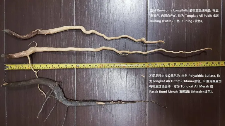 Two pale Eurycoma longifolia roots above a dark-barked root identified as Polyalthia bullata