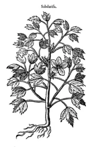 Black and white woodcut of a branching plant headed Sabdarifa from a 1583 herbal