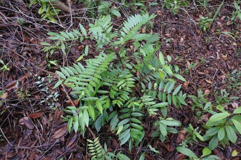 Young Eurycoma longifolia plants with pinnate leaves on the forest floor, Brunei