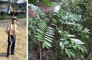 A man holding a root of Eurycoma longifolia longer than his own height, Sumatra
