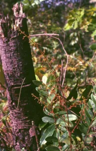 Trunk and flowering branch of Eurycoma longifolia, Cambodia