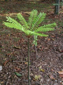 A young Eurycoma longifolia tree with a single stem and long pinnate leaves, Malaysia