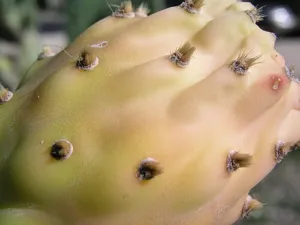 Prickly pear fruit peeled and cut in half, showing soft flesh dotted with small hard seeds