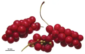 Two hanging spikes of bright red Schisandra chinensis berries with a 10 mm scale bar