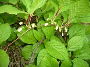 Schisandra chinensis flower buds hanging on long stalks, Sakhalin