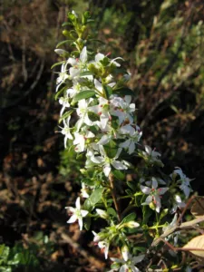 Agathosma crenulata growing in fynbos on the Helderberg slopes