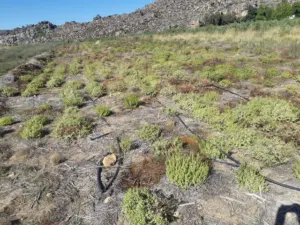 A second view of the buchu plantation in the Groot Winterhoek mountains