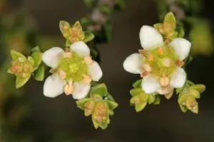 Diosma oppositifolia, sometimes called wild buchu, in flower in Western Cape fynbos