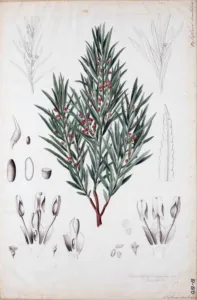 Watercolour of Empleurum unicapsulare with long narrow finely serrated leaves