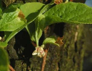 Close view of a Schisandra chinensis flower with cream petals and pink centre