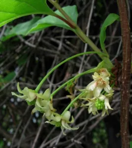 Schisandra chinensis creamy white flowers hanging among leaves