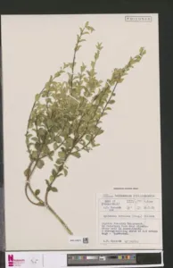 Herbarium sheet of Agathosma betulina collected in the Cederberg Pass in 1971