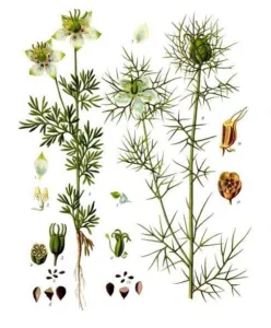 Botanical plate of Nigella sativa with flowering stem, flower parts, capsule and seed