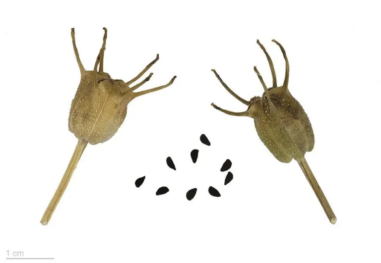 Two dry Nigella sativa capsules with horn-like styles and a scatter of black seeds