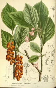 Hand-coloured botanical plate of Schisandra chinensis with leaves, flowers and red fruit spikes